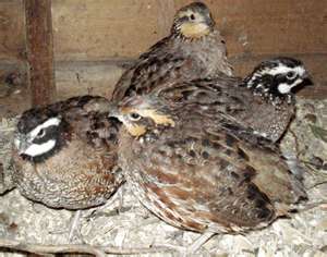 Bob White quail